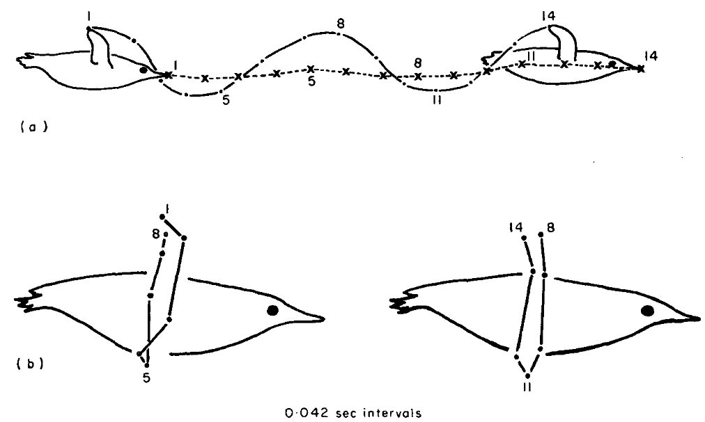 Penguin wingbeat cycle diagram